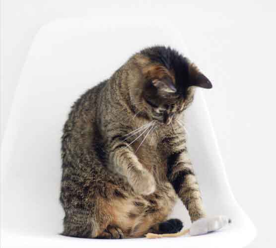 简单又贴心的在线短信云呼网